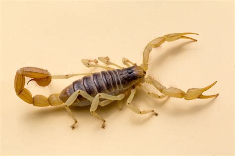 Arizona scorpion. Things To Know About Arizona scorpion. 
